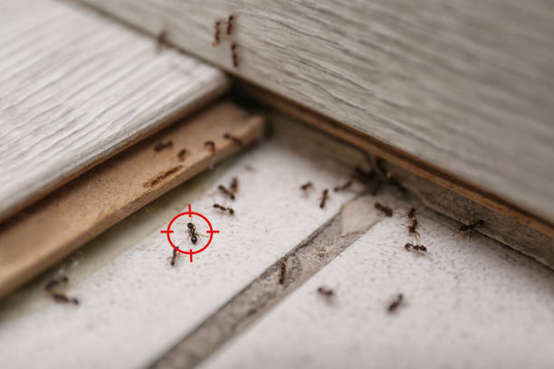 Best Termite Control Services  in Gas City, IN