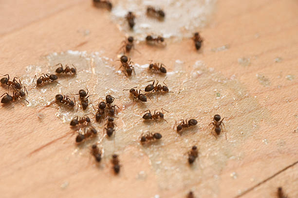 Best Wasp Removal Services  in Gas City, IN
